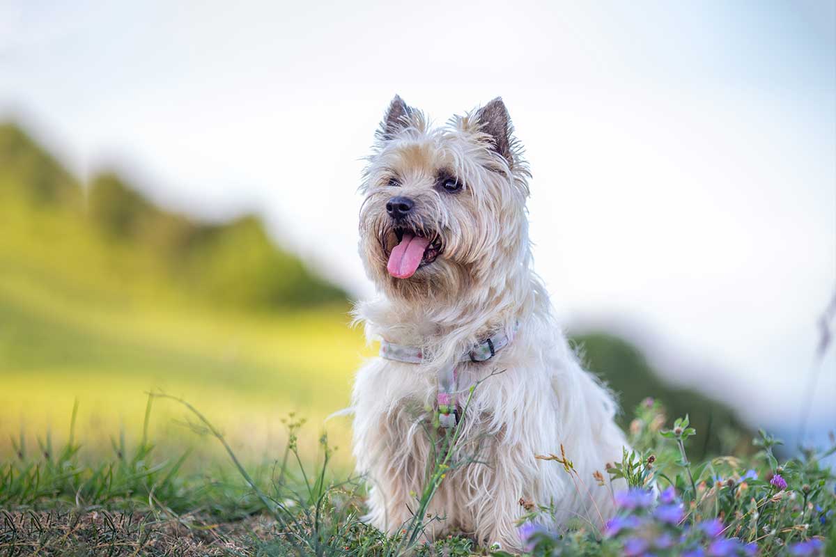 Cairn Terrier